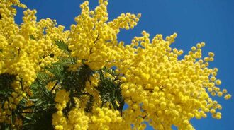 Albero di mimose